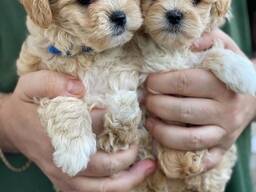 Maltipoo šuniukai