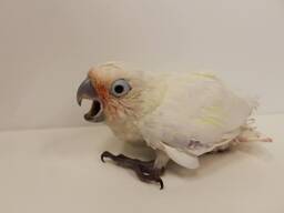 Mažoji kakadu papūga