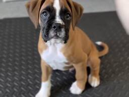 Meilės bokserio šuniukai