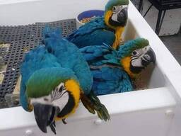 Mėlynos ir auksinės aros papūgos jau parduodamos