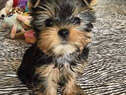 Mielas jorkšyro šuniukų aprašymas