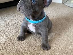 Mielas prancūzų buldogo aprašymas