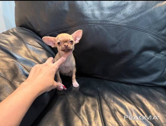 Mikrogrynaveislis čihuava