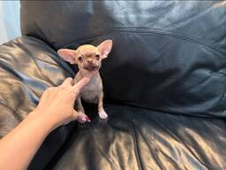 Mikrogrynaveislis čihuava