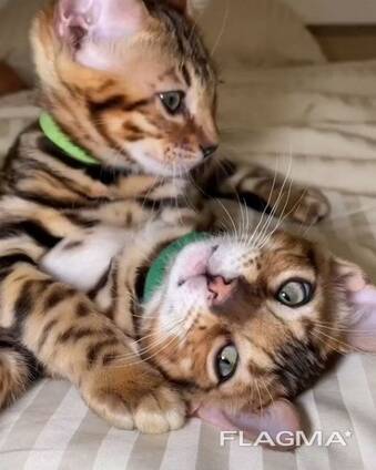 Mūsų mieli Bengalijos kačiukai yra gerai išdresuoti, sveiki ir labai gerai sutaria su visa