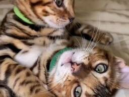 Mūsų mieli Bengalijos kačiukai yra gerai išdresuoti, sveiki ir labai gerai sutaria su visa