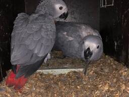 Myliu afrikines pilkąsias papūgas