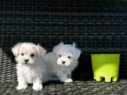 Надежда, щенки мальтийской болонки