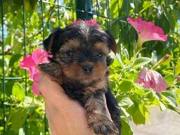 Naujojo Jorkšyro terjero