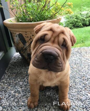 Nemokami Sharpie šuniukai