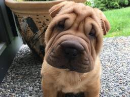 Nemokami Sharpie šuniukai