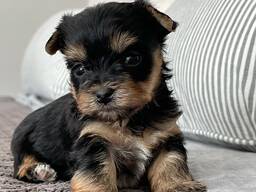 Nuostabūs jorkšyro terjerų šuniukai pasiruošę savo amžiniems namams