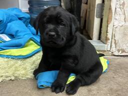 Nuostabūs labradoro šuniukai ieško amžinų namų