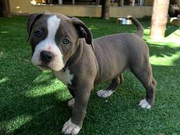 Nuostabūs pitbulterjerio šuniukai