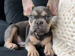 Nuostabūs prancūzai