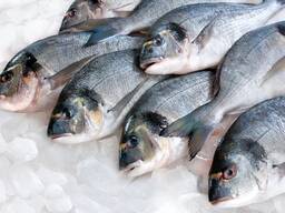 Оптовые поставки из Прибалтики Рыбы и рыбной продукции