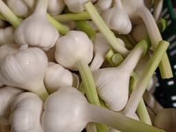 Ordinary garlic