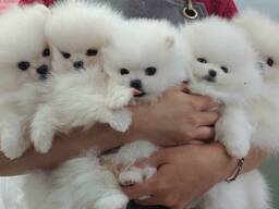 Pomeranski Mini špicas Mini špicas bet kokios spalvos grynaveislis Պոմերանյան շպից