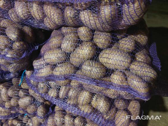 Potato, Bulvės, kartupeļi Kartoffel