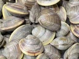 Premium Clams — Fresh/Frozen Seafood Supply