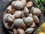 Premium Clams — Fresh/Frozen Seafood Supply - фото 3