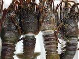 Premium Rock Lobster — Wholesale Seafood Supply - фото 1