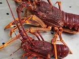 Premium Rock Lobster — Wholesale Seafood Supply - фото 3