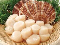 Premium Scallops