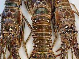Premium Spiny Lobster — Wholesale Seafood Supply