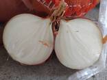 Продается Лук репчатый - фото 1