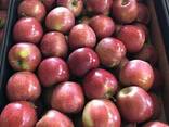 Продам польские яблоки - фото 2