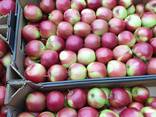 Продам яблоки из Польши - фото 3