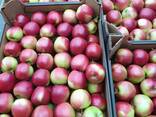Продам яблоки из Польши - фото 4