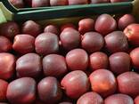 Продам яблоки из Польши - фото 9