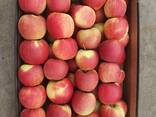 Продам яблоки из Польши - фото 14