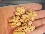 Продаём грецкий орех от тонны - фото 2