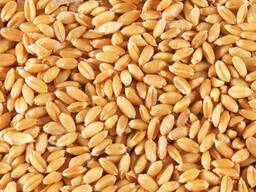 Продаём Пшеницу, Кукурузу, Ячмень