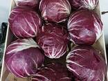 Aukščiausios kokybės radicchio (kilmės šalis – Lenkija) - фото 2