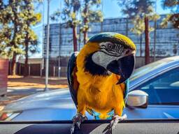 Ramūs arų paukščiai