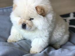 Pristatome mūsų nuostabųjį čiau čiau šuniuką