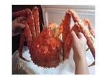 Red King Crab - фото 2