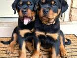Rottweiler puppies - фото 1