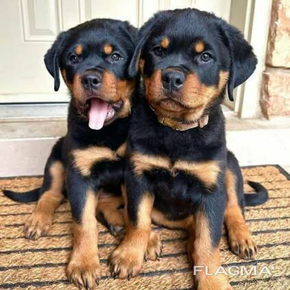 Rottweiler puppies