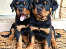 Rottweiler puppies