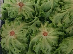 Салаты листовые (производство Польша)