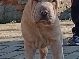 Šarpėjaus šuniukas