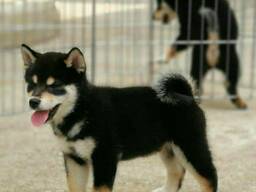 Shiba Inu puppies