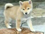 Shiba Inu puppies - фото 1