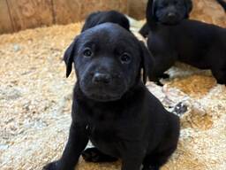 Šie žavūs labradoro šuniukai laisvi nuo lapkričio 22 d. !