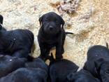 Šie žavūs labradoro šuniukai laisvi nuo lapkričio 22 d. ! - photo 1